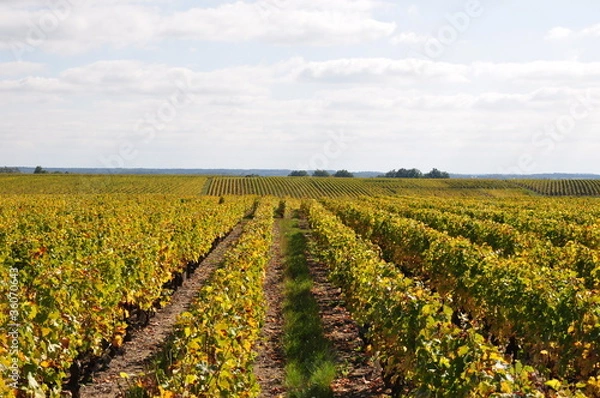 Obraz vignes d'automne 29