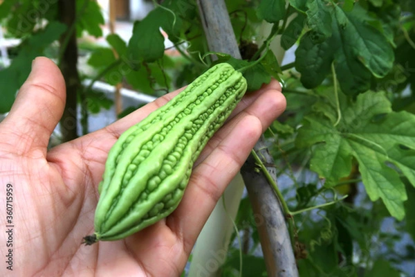 Obraz Left hand touch the green bitter gourd.