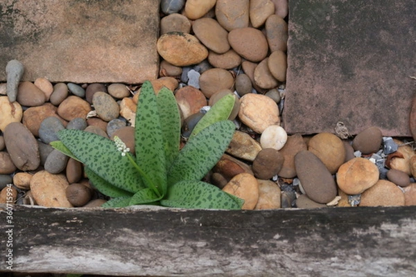 Fototapeta Plant of Leopard lily grows next to an old stump on gravel ground in the garden.