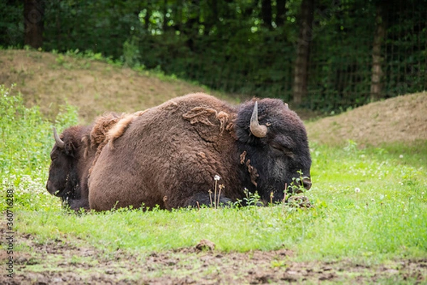 Obraz Large and beautiful bison sleep in nature