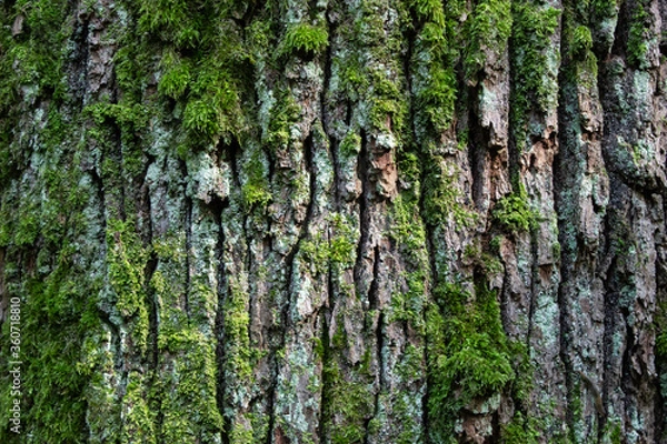 Obraz Embossed texture of the brown bark of a tree with green moss and lichen on it