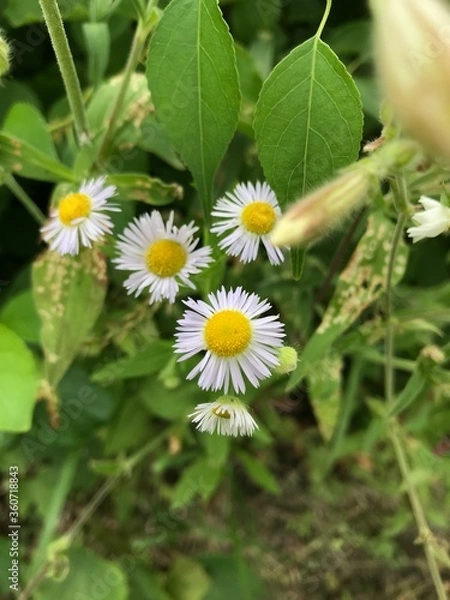 Obraz daisy flower on green