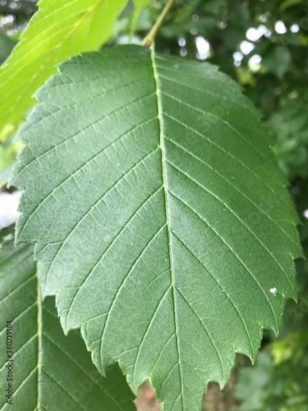 Obraz close up leaf texture with diagonal veins