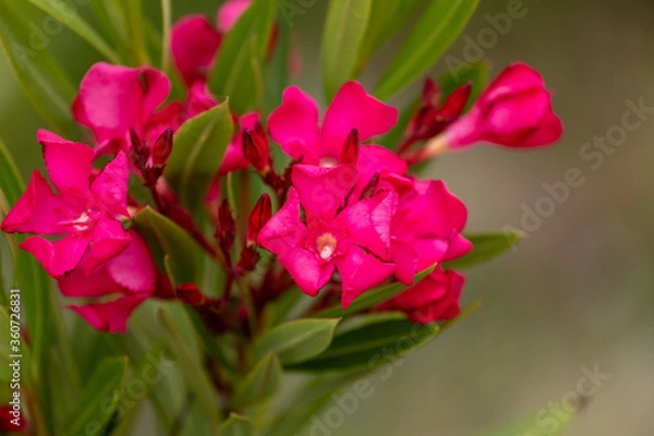 Fototapeta Zonal Geranium, Pelargonium hortorum with red flowers in the garden