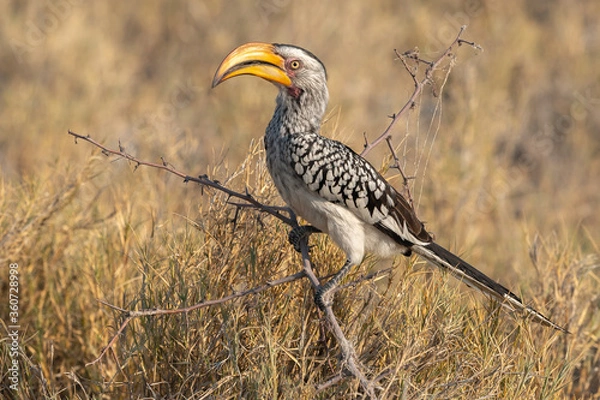 Obraz Southern Yellow-Billed Hornbill perching on the branch of a bush. Etosha National Park, Namibia..