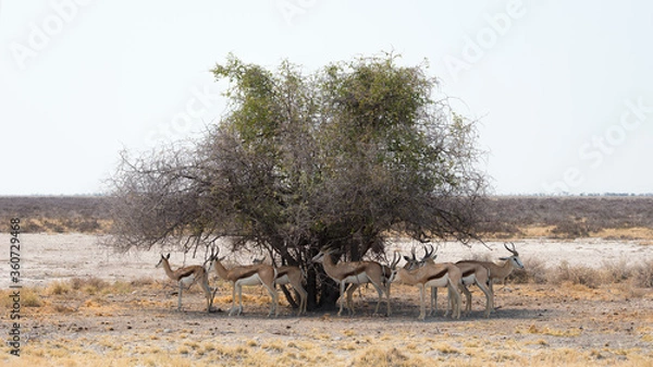 Fototapeta Springboks hiding from the African sun in the shadow of a big bush. Etosha National Park, Namibia..