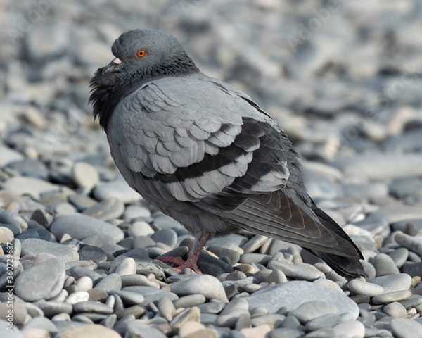 Fototapeta Full-body profile view of a Rock Dove standing on a pebble beach in Nice (France).