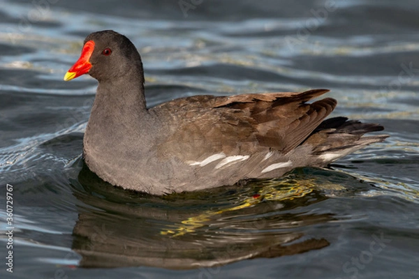 Fototapeta Picture-filling image of a swimming waterhen in profile view. 