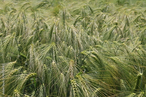 Fototapeta green wheat field