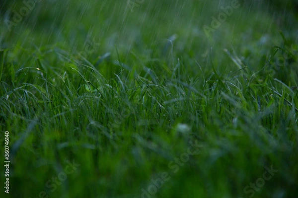 Fototapeta young green grass with water drops on the lawn in the rain