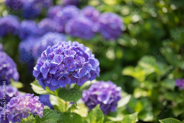 Obraz 紫の紫陽花