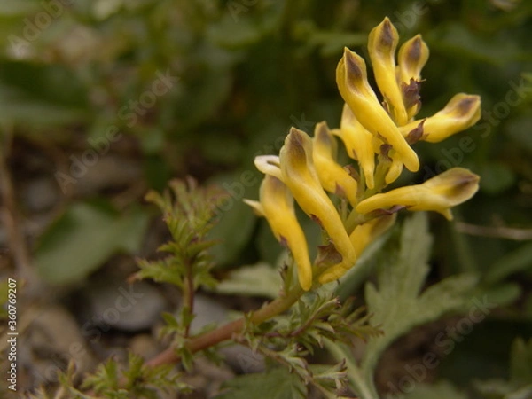 Fototapeta エゾキケマン