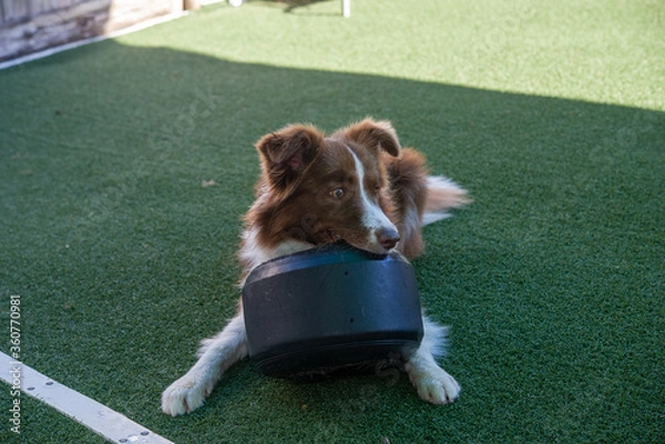 Obraz 犬のデイケア