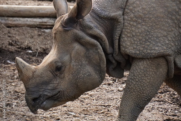 Fototapeta 力強いサイ