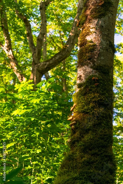 Fototapeta A Sunny Day in Washington