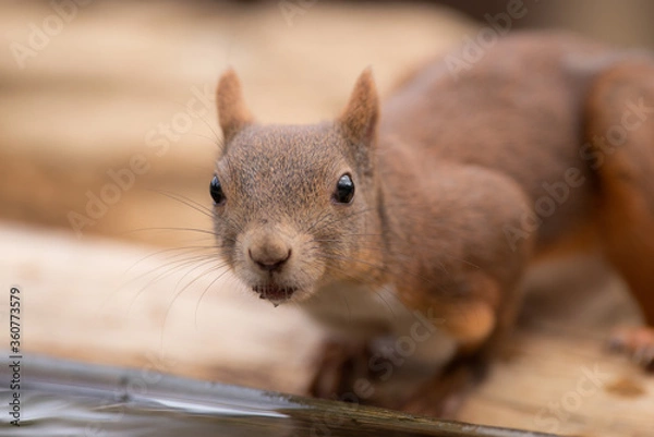 Fototapeta 水を飲むリス
