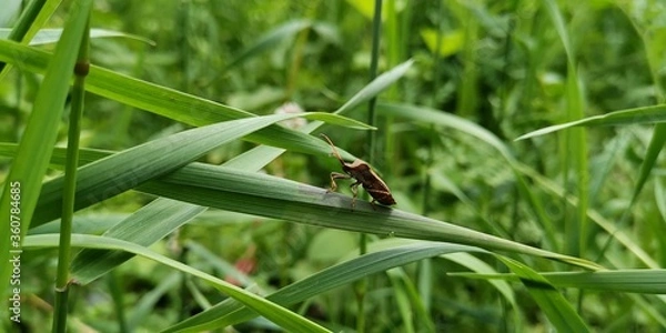Fototapeta grasshopper on a leaf