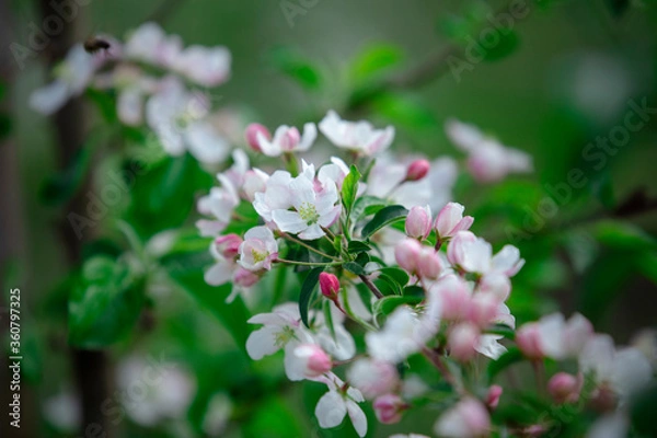 Obraz White flowers with pink petals and green leaves on branch apple tree