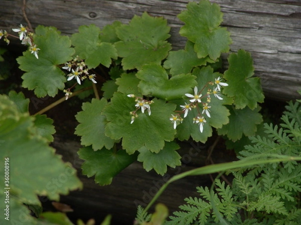 Obraz ダイモンジソウ