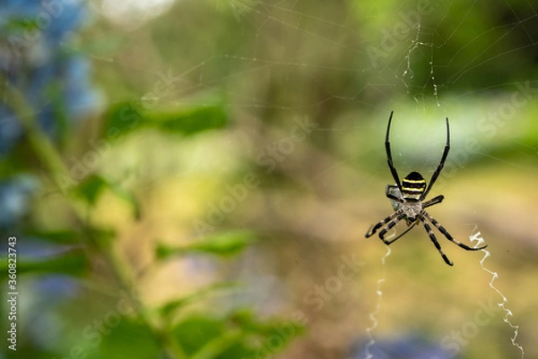 Fototapeta 蜘蛛