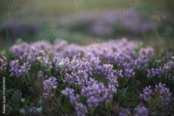 Fototapeta Close-up of wild thyme just before sunrise/ after sunset. The photo is in soft pastel colours and the light is coming from the back. Ideal for alternative medicine ads, tea  ads and culinary ads.