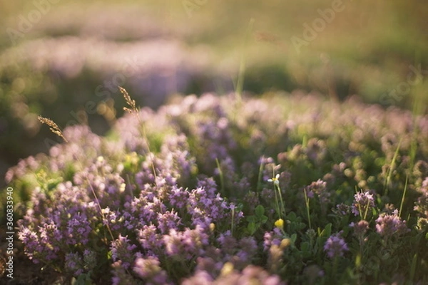Fototapeta Close-up of wild thyme and yellow wild grass. The photo is taken during sunrise/ sunset and the light is warm and soft.