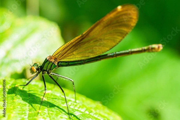 Obraz Motionless in the garden