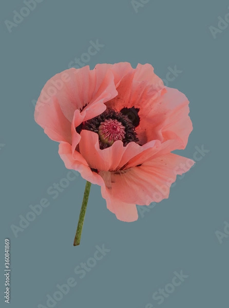 Obraz Pink poppy on a colored background.