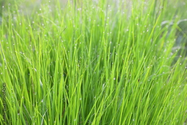 Fototapeta Grass background with dew drops on leaves and stems