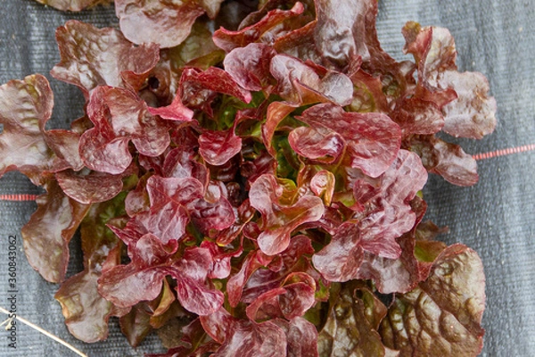 Fototapeta Red sails lettuce in an ecological farm in Spain. This lettuce is call in Spain "hoja de roble"