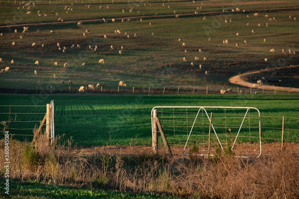 Fototapeta Open gate leads into farm with sheep in the background