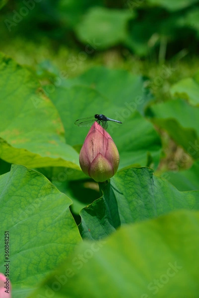 Fototapeta 蓮