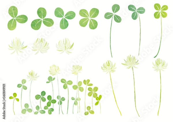 Obraz クローバー シロツメクサ カットイラスト（水彩）