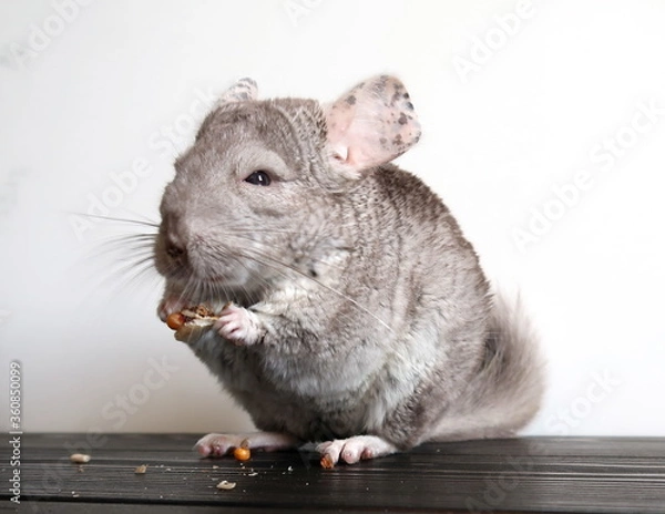 Obraz chinchillas that sit and gnaw food