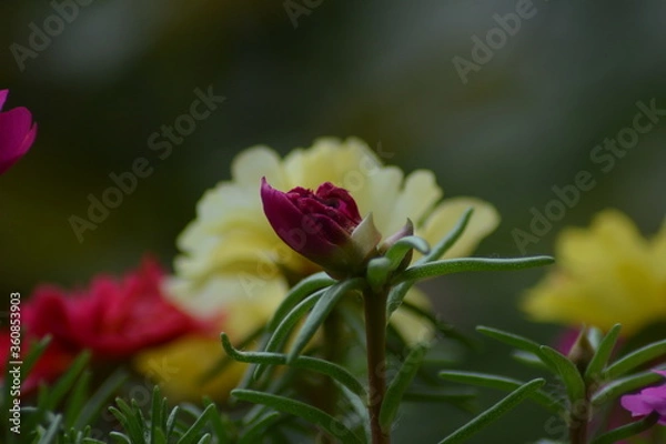 Obraz FLEUR