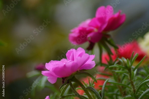 Obraz FLEUR