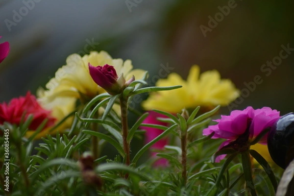 Obraz FLEUR