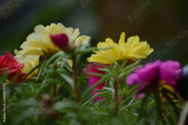 Obraz FLEUR