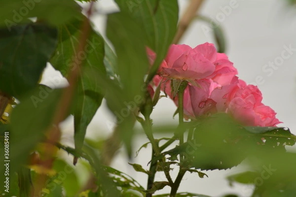 Obraz FLEUR