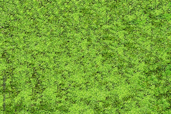 Obraz 綺麗な緑色の苔