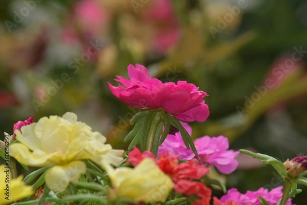 Obraz FLEUR