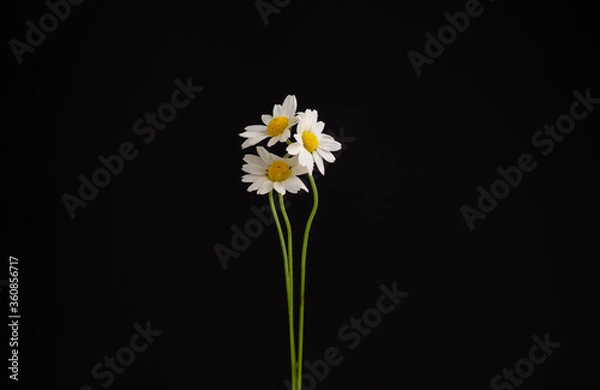 Fototapeta white daisy flower against black background 