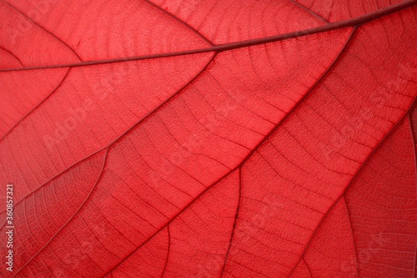 Fototapeta Red leaf, close up for design, including copying text