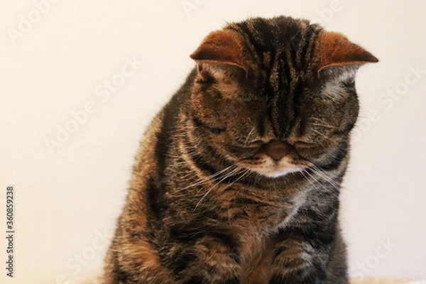 Obraz ごめんなさい。頭を下げる猫アメリカンショートヘア