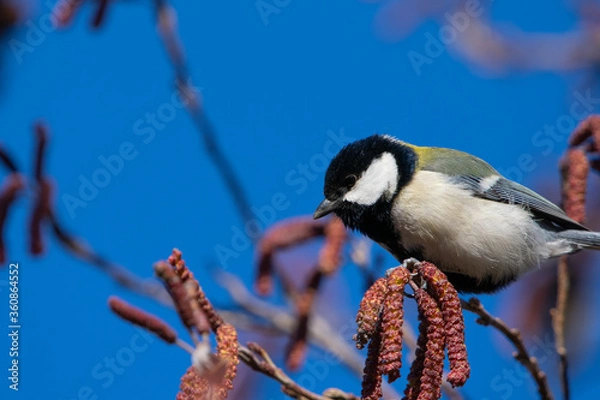 Obraz シジュウカラ