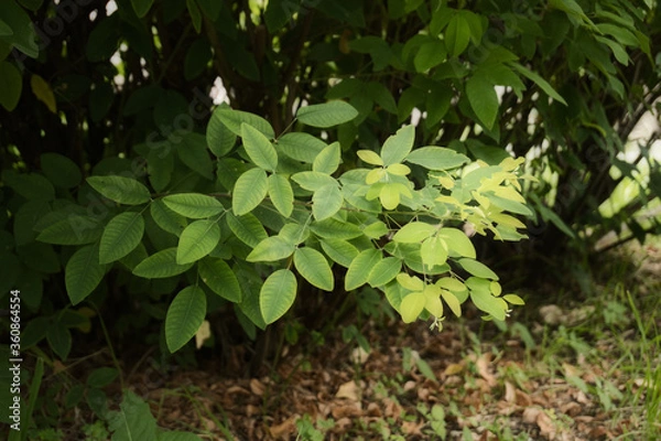 Fototapeta かわいい葉っぱ