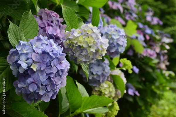 Obraz hydrangea