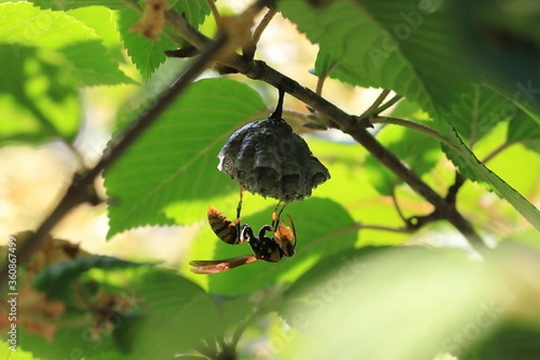 Obraz 蜂と蜂の巣