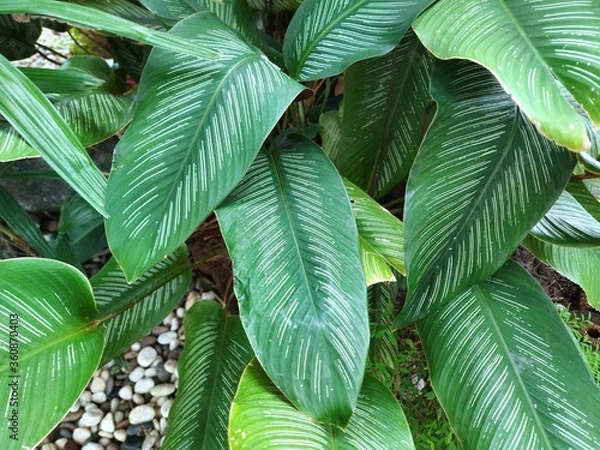 Obraz Bright juicy exotic tropical greenery in jungle. Selective focus natural organic background, unusual plant foliage. Calm relaxing wild paradise rainforest abstract fresh leaves texture, bokeh. Ecology