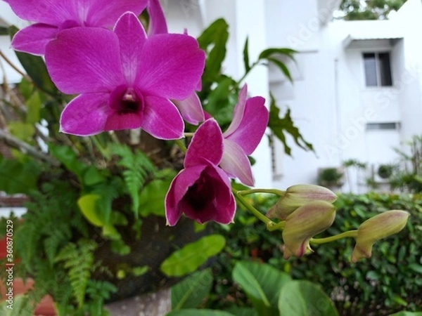 Obraz A Beautiful purple and pink Orchids flower on a branch hanging in the air.